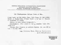 Fulvia fulva image